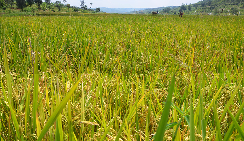 Rwanda Agriculture Board  urged rice farmers to adopt long grain rice to get the market of their harvest. Sam Ngendahimana.