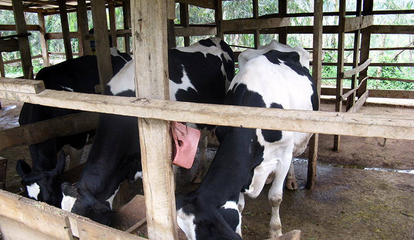 Studies show that livestock cooperatives have little knowledge on quality milk management which often leads to low milk production. Michel Nkurunziza.