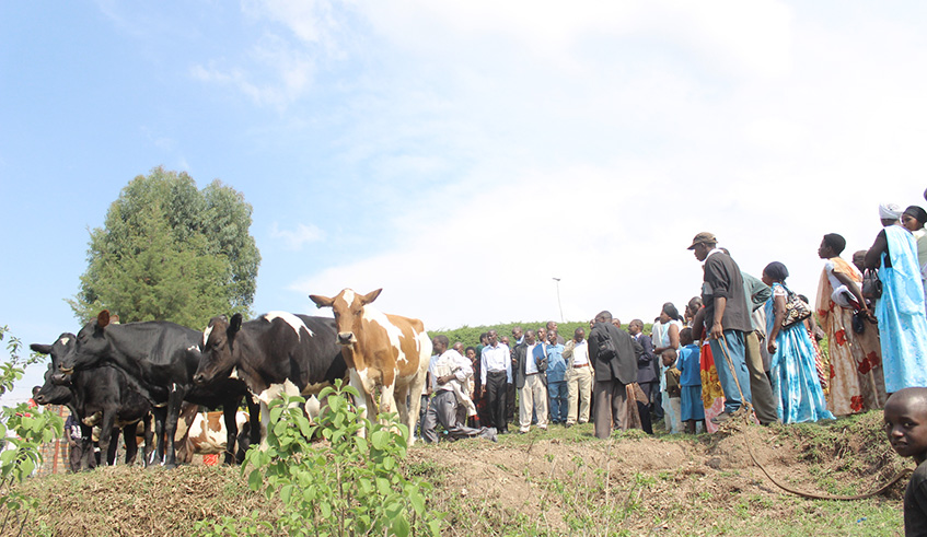 Ubudehe beneficiaries after receiving cows from the Girinka programme in Muhanga District. Emmanuel Kwizera.