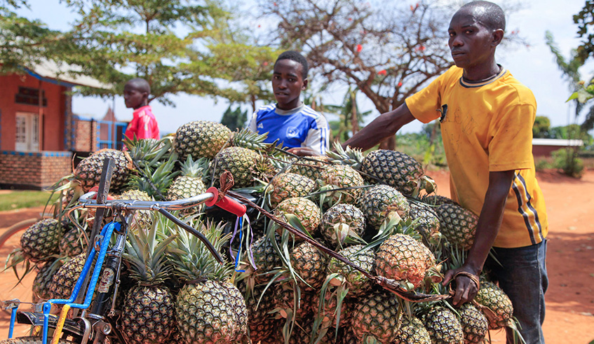 Young pineapple farmers in Mugesera Sector, Ngoma District. Youth in the agriculture sector are appealing for an incubation hub to help train, develop and support young people in setting up their own businesses in the field.Sam Ngendahimana.