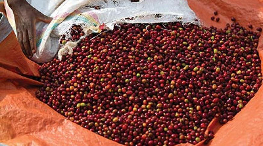 Coffee is expected to bring in more export revenues from $68.7m in 2018 due to improvements  in prices on the international market. / File