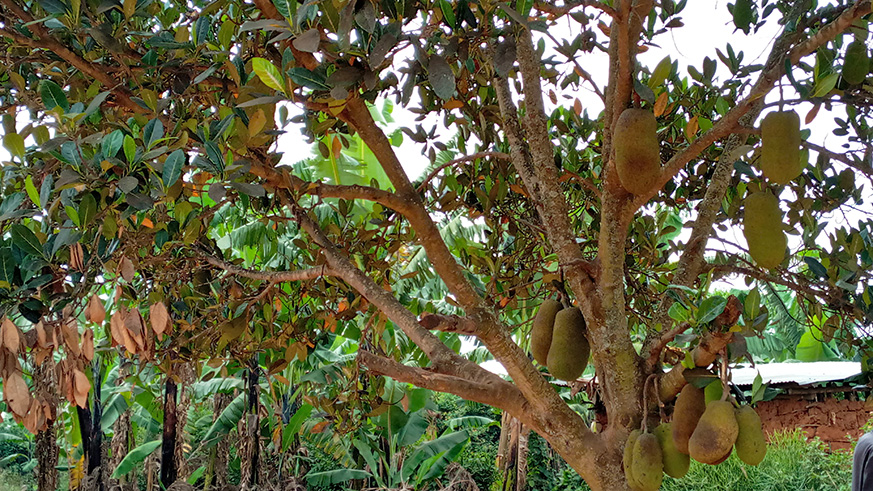 Jackfruit has become a popular fruit in Ngoma district. Jean Dieu Nsabimana.