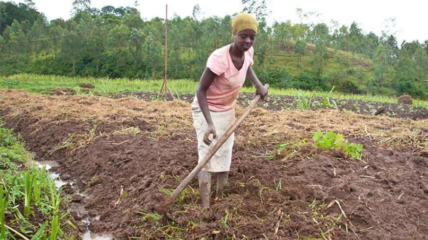 The agriculture sector is struggling to attract interest from financial institutions and other key players. Courtesy. 