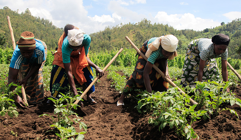 Women weed a potato garden in Musanze District. Sam Ngendahimana.