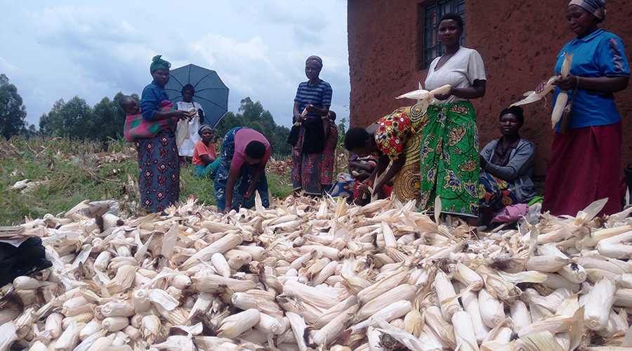 Some of the female members of Twite Ku Bana Bacu Cooperative arrange their maize produce. / Ru00e9gis Umurengezi