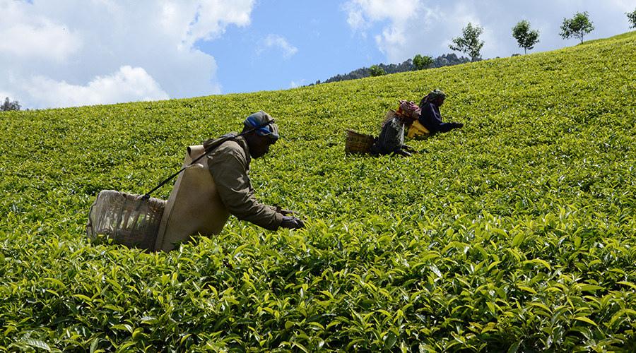 Rubaya tea plantation workers in Ngororero District. / Sam Ngendahimana