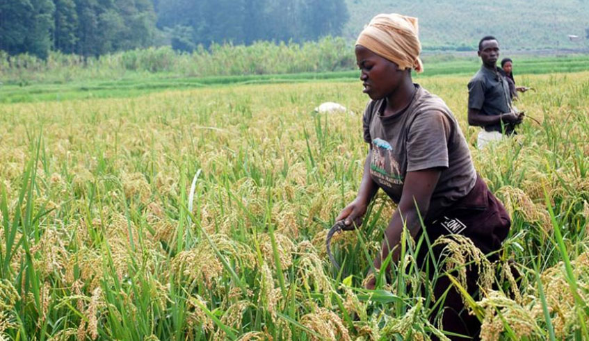 Rice farmers in Rubona in Southern Province harvest their produce. Microfinance institutions remain the biggest lenders to farmers while commercial banks shying away from financing the agriculture sector as it is considered to be highly risky. File.