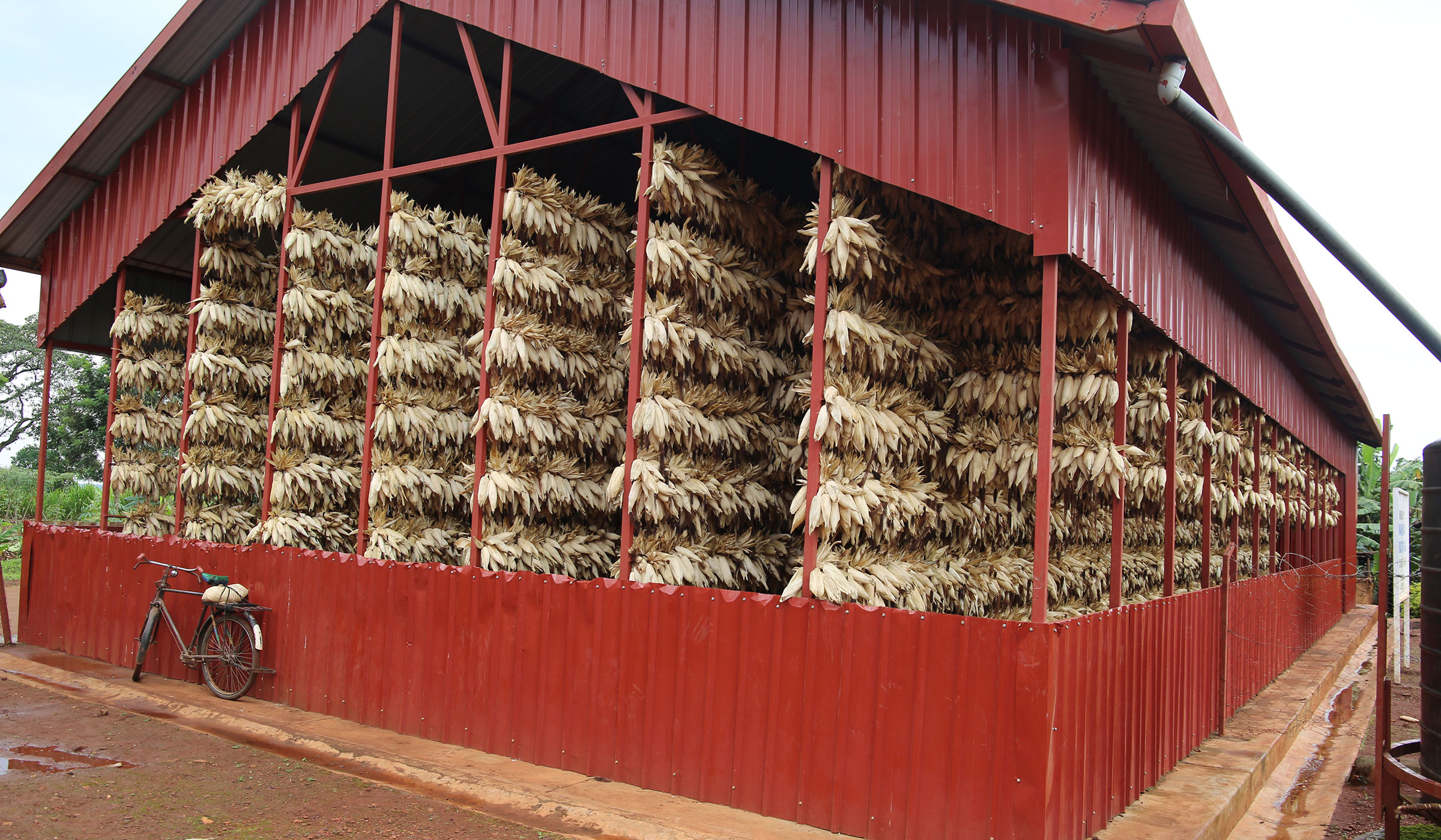 A handling facility in Gahara Sector where 30 tones of maize can be dried.  Photos by Kelly Rwamapera.
