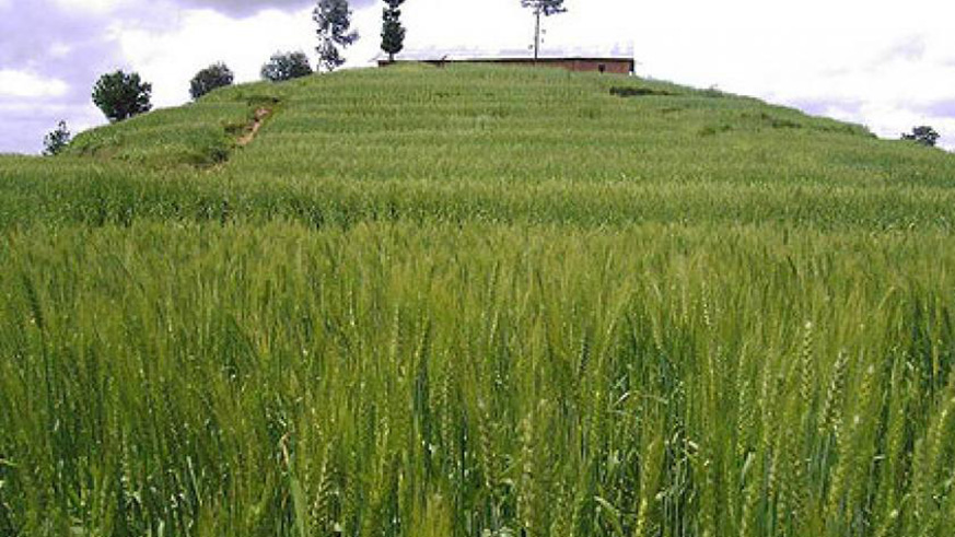 A wheat farm in Uwinkingi Sector, Nyamagabe District. File.