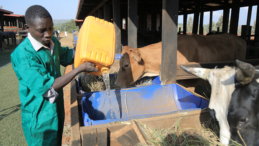 A livestock farmer feeds cows. File.