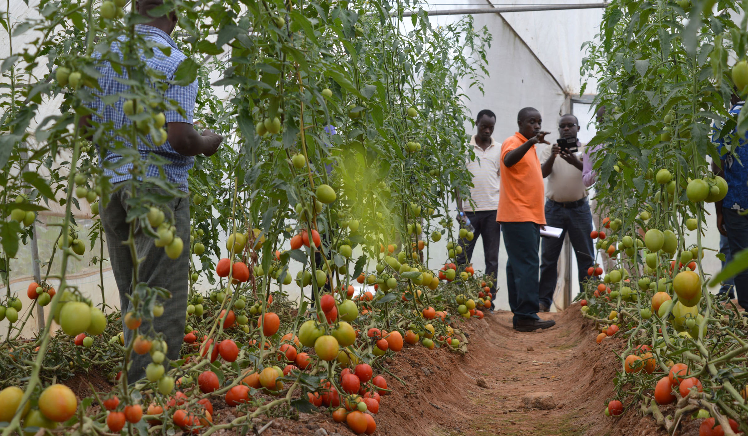 Farmers during a study tour on how to grow tomatoes in a greenhouse. Sam Ngendahimana.