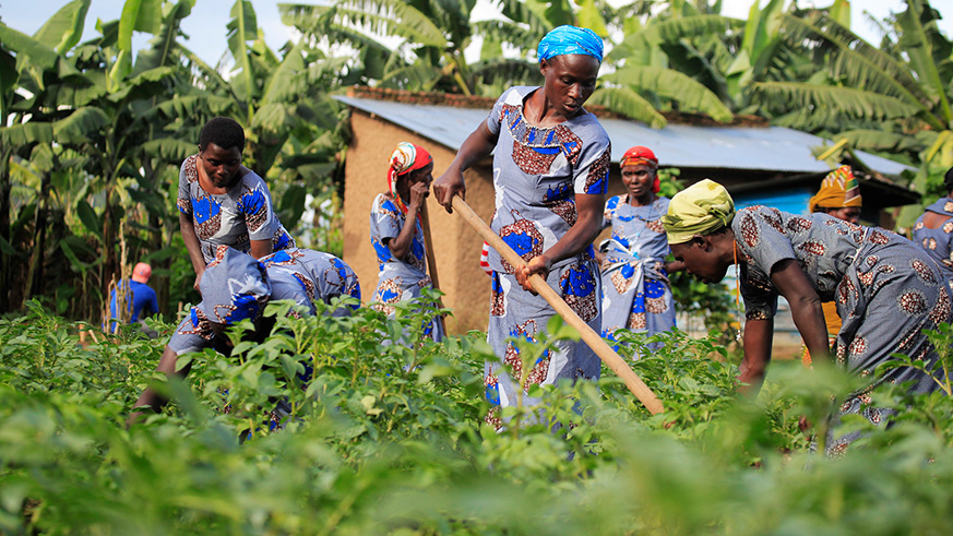 Women farmers from Musanze District. Rwanda has made gains in gender equality. Sam Ngendahimana.