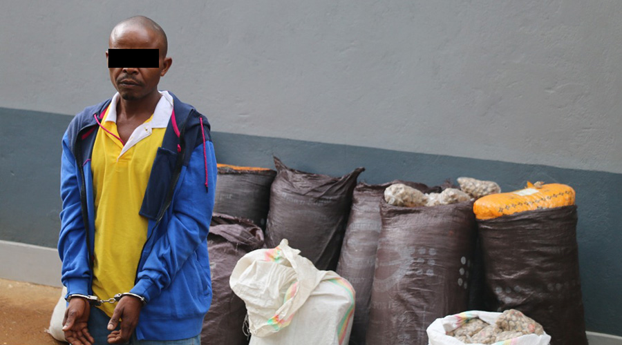 The suspect with the sacks of cannabis. / Courtesy