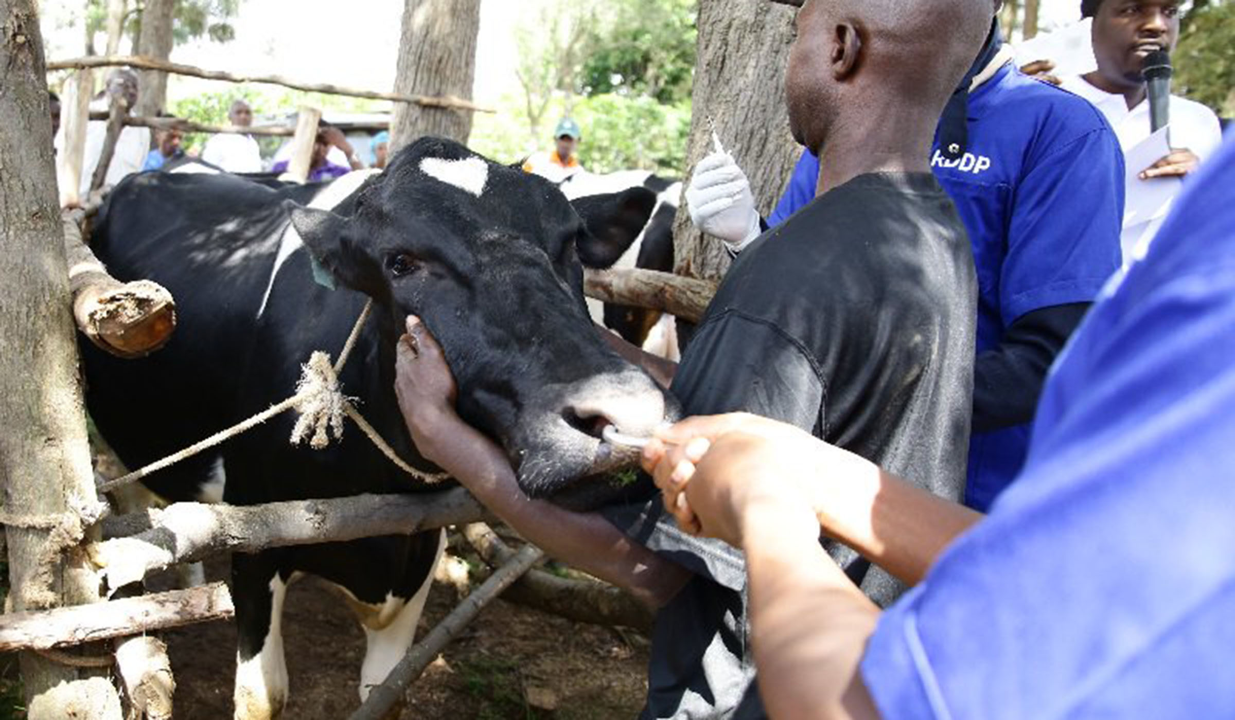 A veterinarian marks a cow during the launch of Agriculture and Livestock Insurance Scheme in Mukingo Sector of Nyanza District, Tuesday, April 29, 2019. Courtesy.