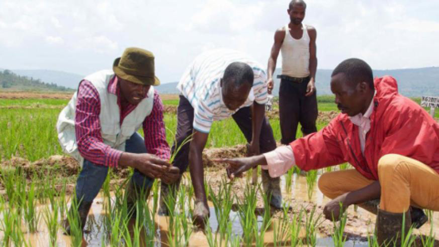 Rice marshlands are most affected by inundation. Michel Nkurunziza.