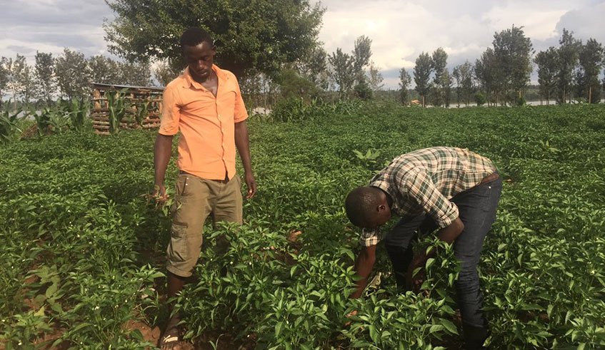The young man plans to double hectares for pepper growing. Photos by Michel Nkurunziza.