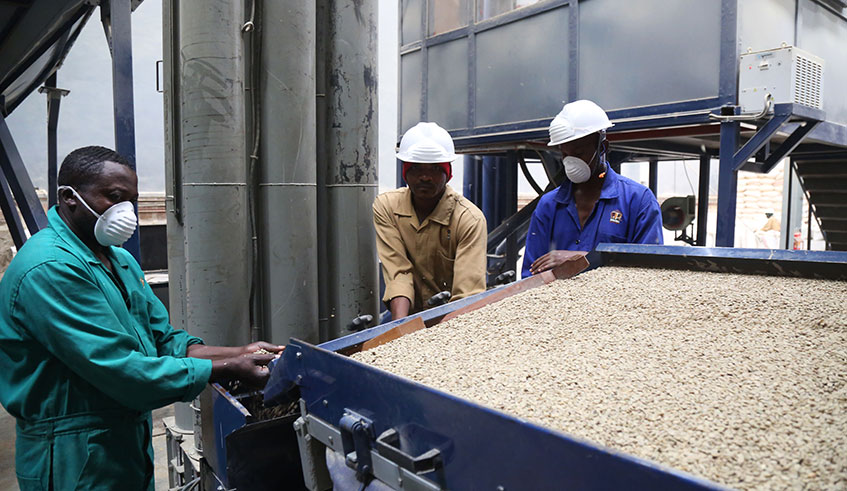 Researchers at Rwanda Agricultural Board have announced that they are planning on providing seeds to farmers to conduct on-farm trials for nine coffee varieties expected to keep increase of Rwandau2019s coffee production and exports. Sam Ngendahimana.