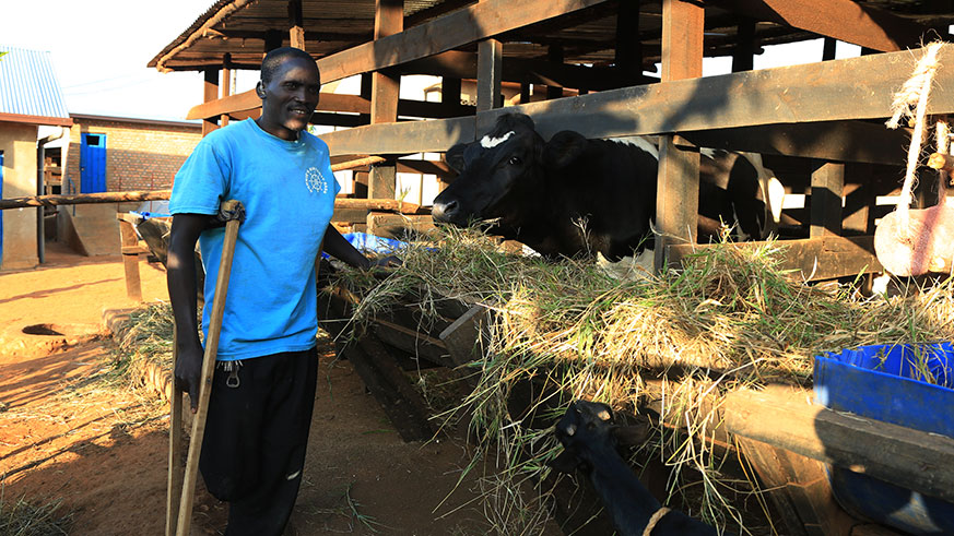 Antoine Mukeshimana, a beneficiary of Girinka programme, feeds a cow that he was given under the scheme at Rweru model village in Bugesera. Sam Ngendahimana.