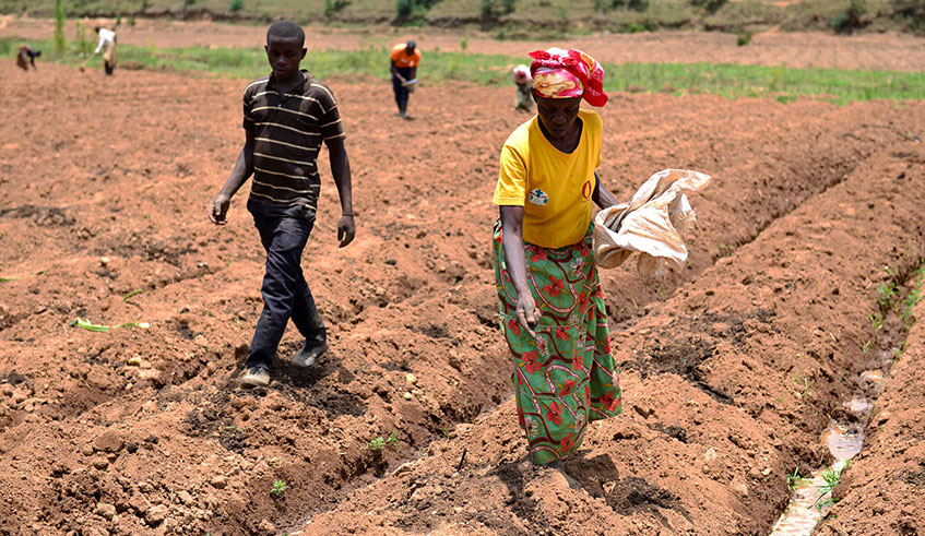 Farmers sow seeds in Nyamagabe District, Southern Province last year. Governor Emmanuel Gasana said that increase in poverty necessitates the provincial authorities to step in and reverse the trend. Courtesy.