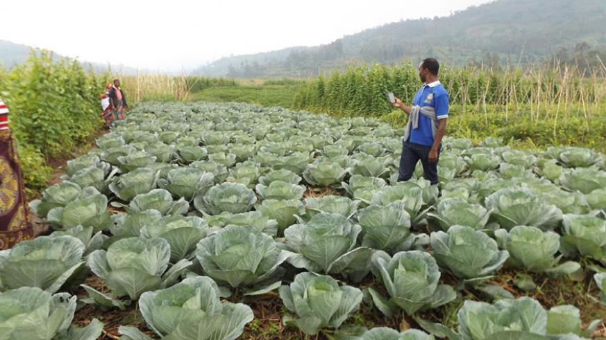 Among sectors that face shortage of funding include irrigation, research and extension services. (File Photo)