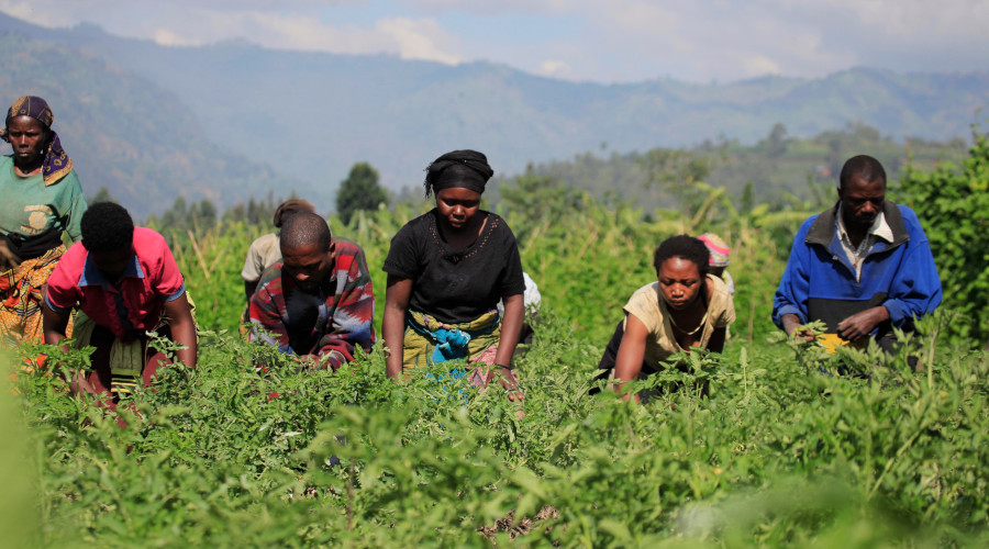 Tomato farmers work in a plantation in Muko Sector in Musanze District. RSSB has encouraged Rwandans to embrace the Ejo Heza scheme. / Sam Ngendahimana