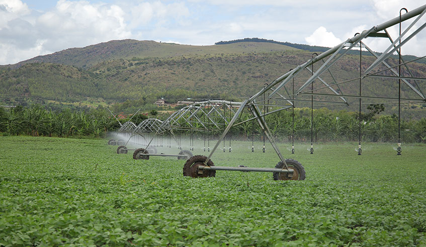 Centre-pivot irrigation system in soybeans plantation in Nasho, Kirehe District. Courtesy.