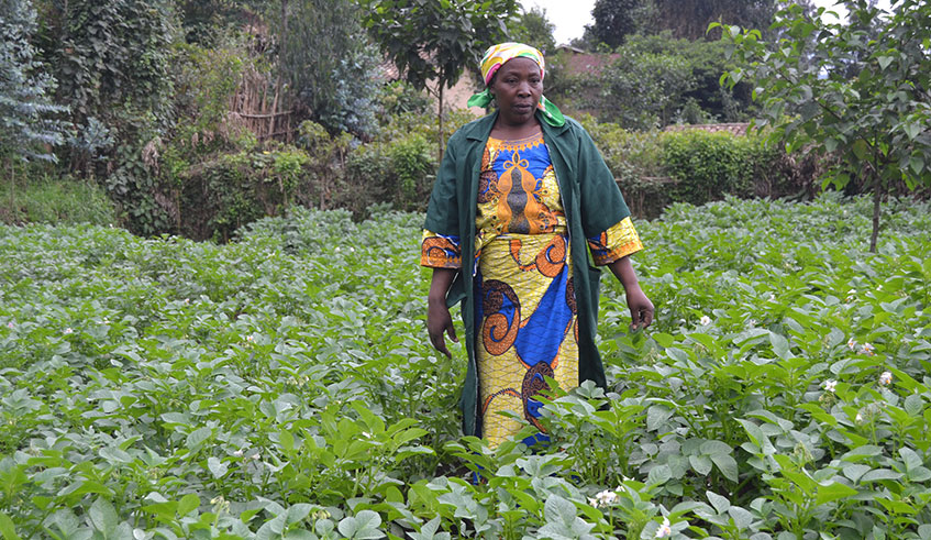 A Nyabihu-based professional Irish potatoes farmer stands in her plantation. Farmers said getting access to financial services will boost their welfare. Ru00e9gis Umurengezi
