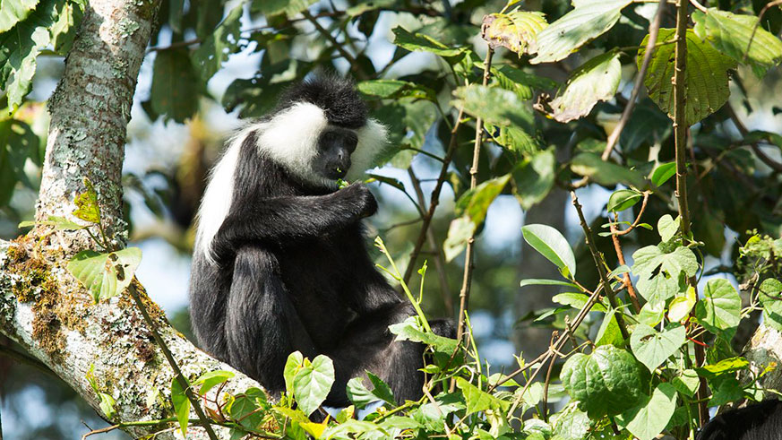 Each species on earth, depends on the services provided by other species to survive. 