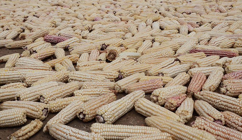 The maize factory will have capacity to process 30 tonnes of maize a day. Sam Ngendahimana.