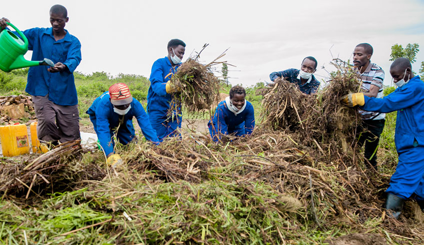 Theogene Ingabire(in striped shirt) and his co-workers make organic fertilisers from grass and crop residues through effective micro-organisms technology. Photos by Joan Mbabazi.