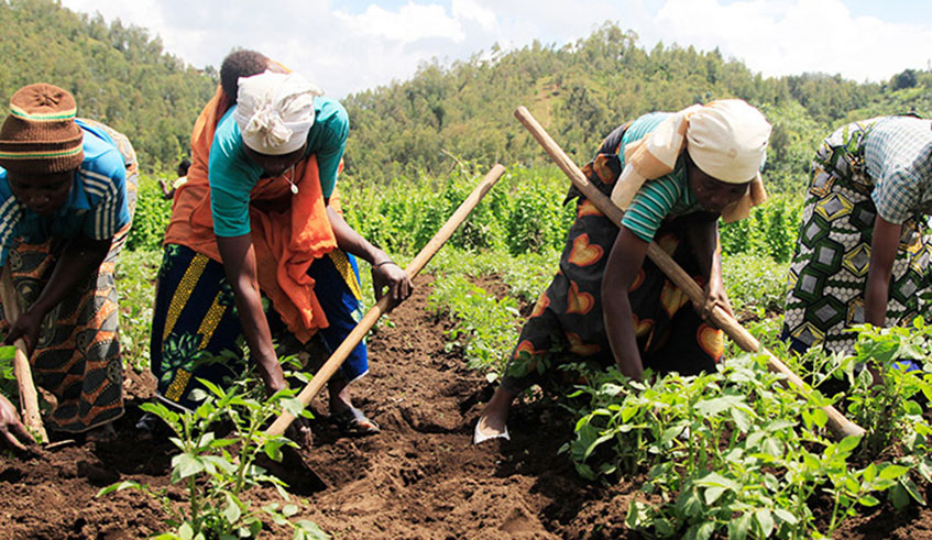 Women work on a potato farm in Muko Sector, Musanze District. File.