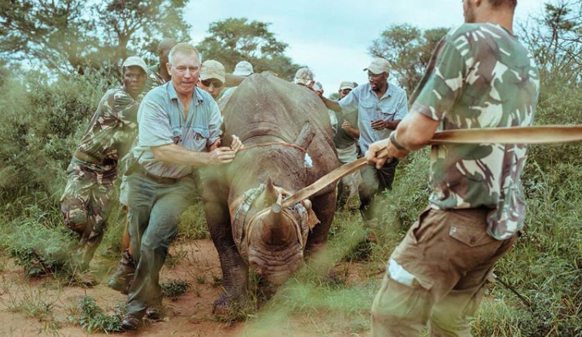 A team assist in navigating one of the rhinos translocated to Rwandau2019s Akagera National Park from South Africa. Courtesy.