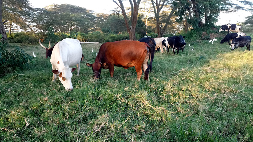 Cows graze on a pasture in Nyagatare District, Eastern Province. Jersey cows are a suitable breed for this part of Rwanda which experiences dry spells causing shortage of water and forage for livestock animals.