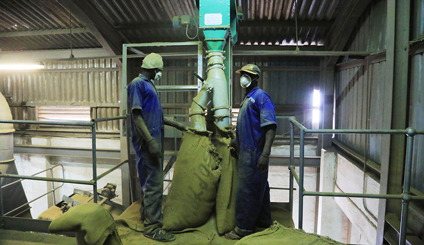 Workers at SOPYRWA firm processing Pyrethrum in Musanze. Sam Ngendahimana.