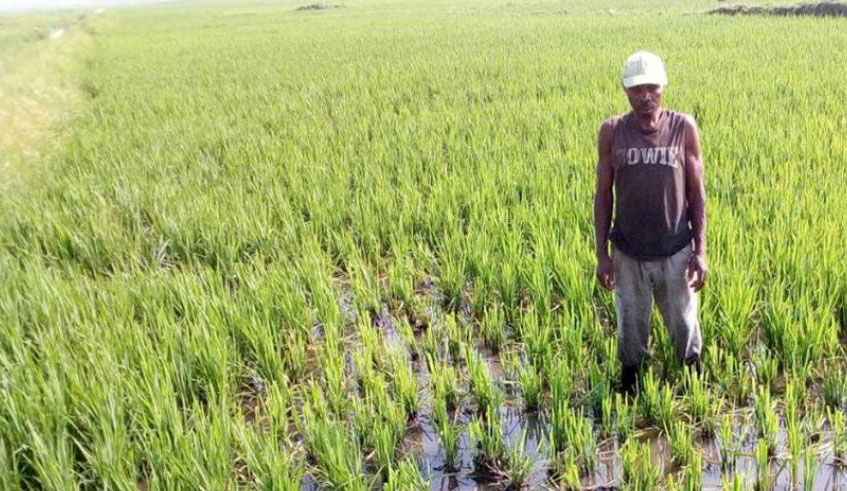 A worker during the weeding of rice in one of the cooperative's rice paddies that cover over 600 hecatres. Courtesy.