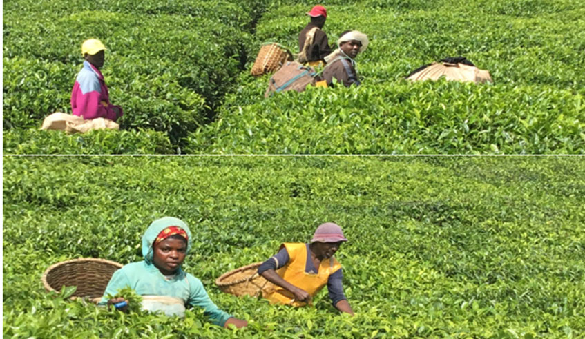 COOPTHE Mulindi farmers and other workers that the cooperative employs are entitled to pension, which keeps their hope for a secure future alive (courtesy)