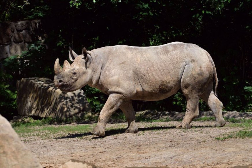 There are fewer than 5,000 wild black rhinos.