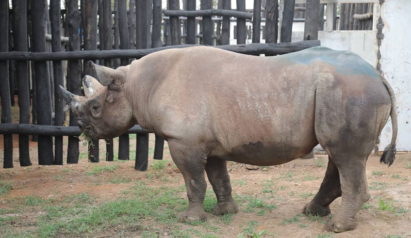 One of the five Eastern Black Rhinos that were transported from Europe to Rwanda yesterday at its new home in Akagera National Park. The new arrivals are expected to help strengthen the entire genetics of rhino population in  the park. Emmanuel Kwizera.
