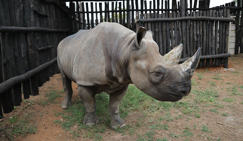 One of the five rhinos translocated to Rwanda from European zoos feed on arrival at Akagera National Park on June 24, 2019. Emmanuel Kwizera.