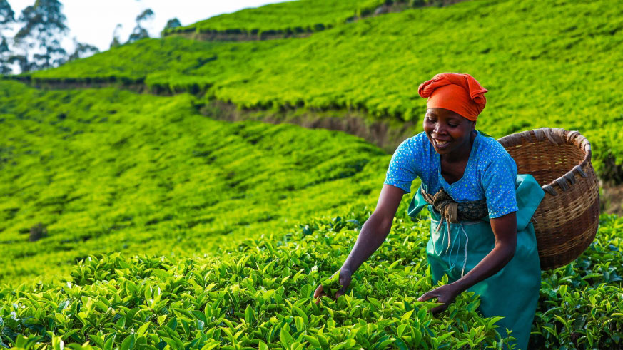 Rwandan tea companies won awards in Kampala, Uganda. 