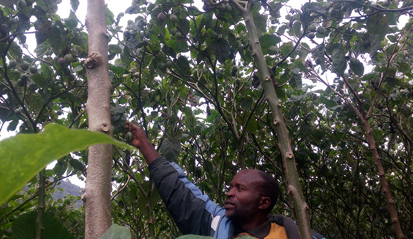 One of tamarillo plantations owned by Abajyana n'Igihe Cooperative. Regis Umurengezi.