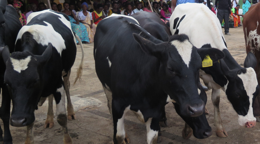 Some of the cows donated under Girinka scheme in Huye District in December 2015. Milk consumption per capita in Rwanda increased from 1.2 liters in 1994 to 70 liters now, show figures from MINAGRI. / Emmanuel Ntirenganya