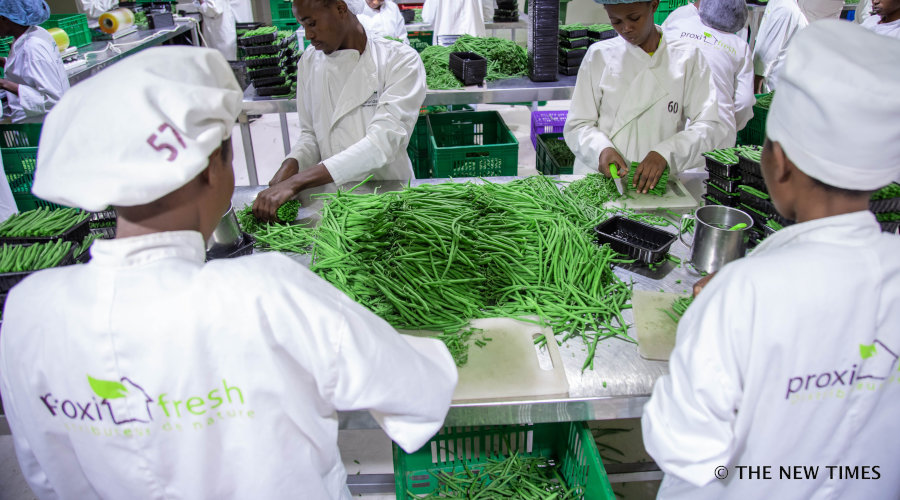 French beans being packaged for export at National Agricultural Export Development Board in Kigali. According to Prime Minister Edouard Ngirente, Rwanda registered a $105-million trade surplus in informal cross-border trade in 2018. He was yesterday addressing a joint parliamentary session. / Emmanuel Kwizera