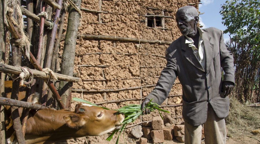 Nkundiye feeds his cow he got from VUP savings. He says that VUP helps him live a decent life despite being old and jobless. / Jean du2019Amour Mbonyinshuti