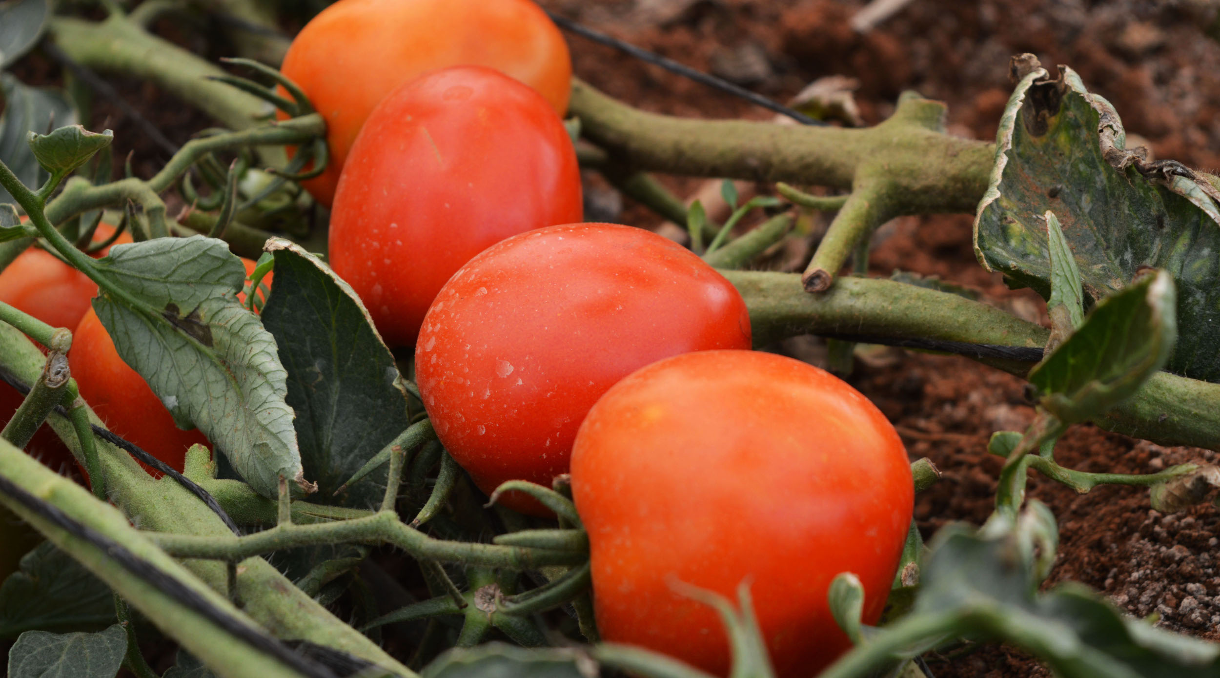 Tomatoes in a farm. A recent audit revealed that only an estimated 18.3 percent of fruits and 1.5 percent of vegetables produced in Rwanda are processed or value-added. / File