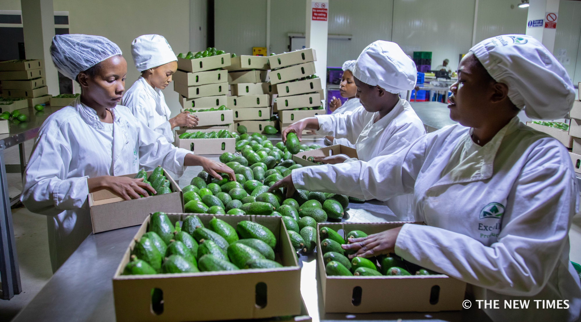 Women package avocado for export inside the NAEB warehouse in Kigali. Some 11 companies are operating from this pack house where 320 employees u2013 80 per cent of whom women u2013 sort and pack horticulture produce prior to export. / Emmanuel Kwizera