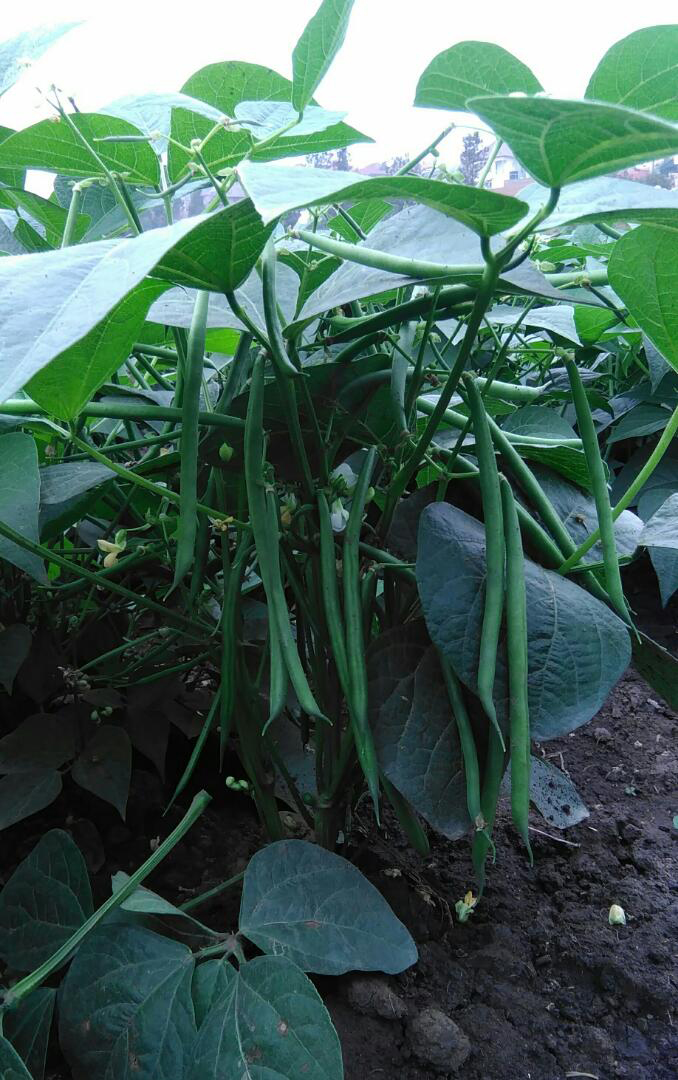 A close view of some of the French beans grown by farmers in Gasabo Districtu2019s Kinyinya Sector. / Courtesy