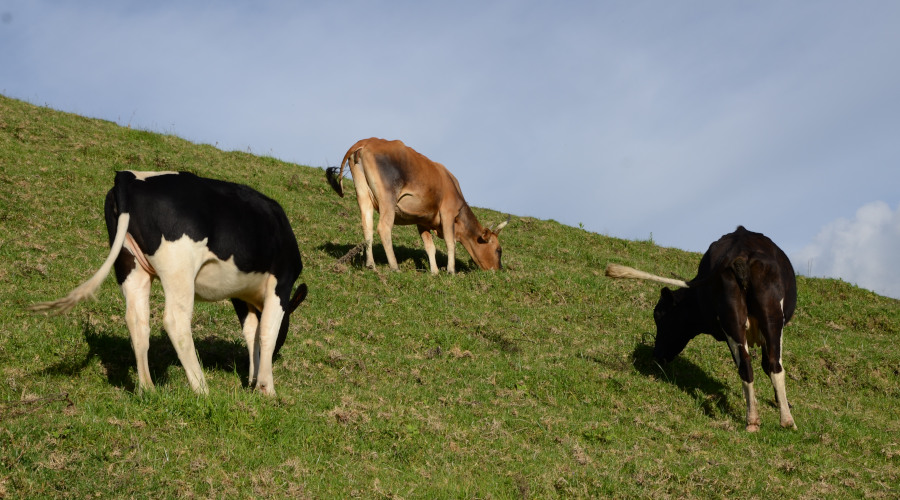 Cows graze in a farm. / Sam Ngendahimana
