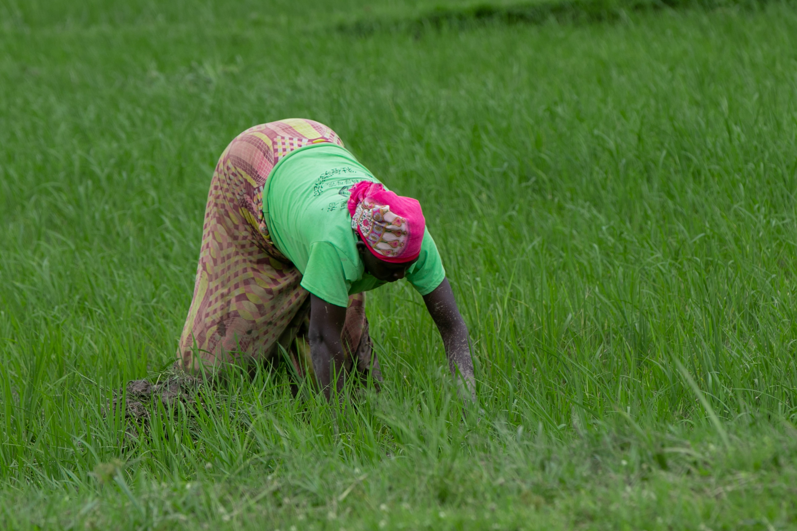 A woman working at her rice field in Karongi district. In Rwanda it is estimated that rural women spend at least 5 hours a day on unpaid care work compared to 1.5 hours for men.