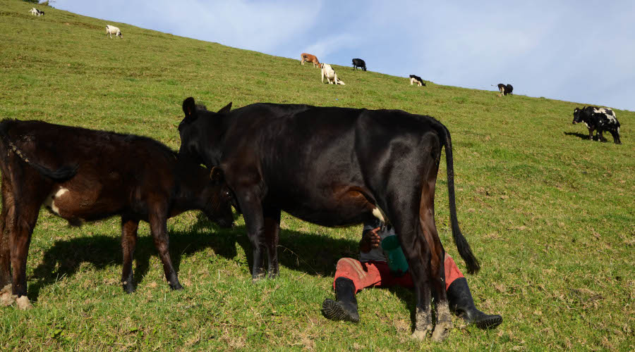 The livestock insurance scheme was established by insurance companies in partnership with the Ministry of Agriculture and Animal Resources. / Sam Ngendahimana